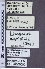 Etiketten zu Limonius auripilis (NHMW-ZOO-COL-0008600)